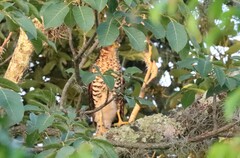 Micrastur semitorquatus