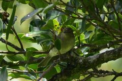 Elaenia