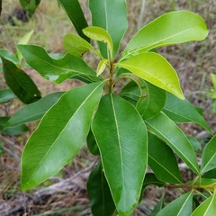 Sideroxylon salicifolium