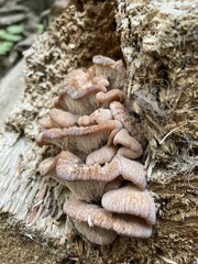 Lentinellus