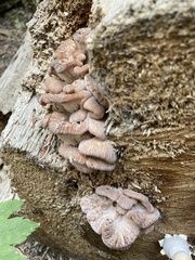 Lentinellus