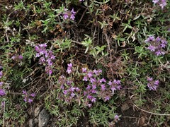 Thymus baicalensis
