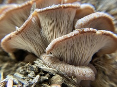 Lentinellus