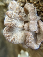Lentinellus