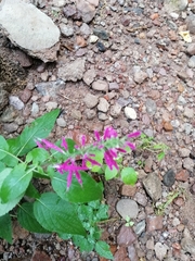 Salvia iodantha