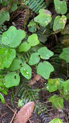 Vancouveria hexandra