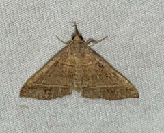 Renia flavipunctalis