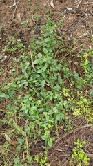 Muehlenbeckia complexa