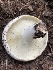 Russula brevipes acrior