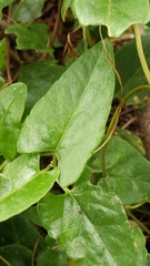 Muehlenbeckia complexa