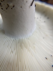 Russula brevipes acrior