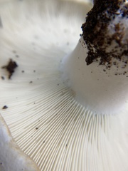 Russula brevipes acrior