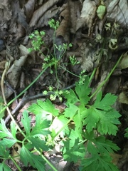 Bunium bulbocastanum