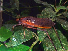 Mecopoda elongata