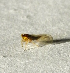 Delphacidae