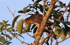 Micrastur semitorquatus