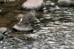 Phoenicurus fuliginosus