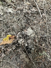 Lactarius controversus