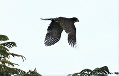 Micrastur semitorquatus