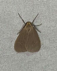 Pagara simplex