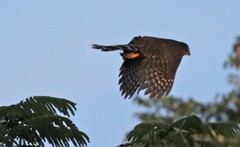 Micrastur semitorquatus