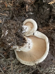 Lactarius controversus