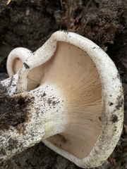 Lactarius controversus
