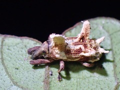Cylindralcides saundersii