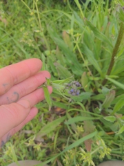 Cynoglossum australe