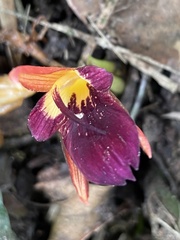 Zingiber kawagoii