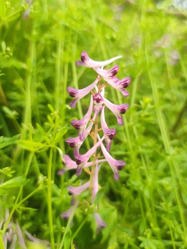 Corydalis sheareri, photograph 1