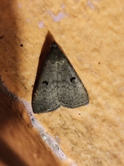 Bleptina caradrinalis