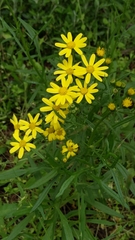 Senecio pinnatifolius