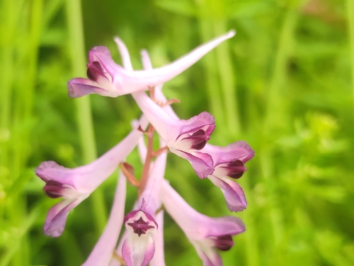 Corydalis sheareri, photograph 2