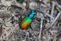 Cicindela scutellaris scutellaris
