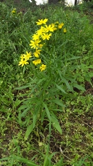 Senecio pinnatifolius
