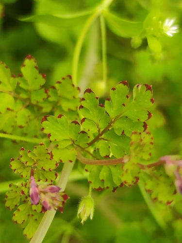 Corydalis sheareri, photograph 3