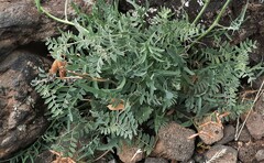 Vicia multicaulis