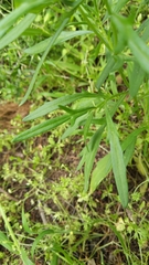 Senecio pinnatifolius