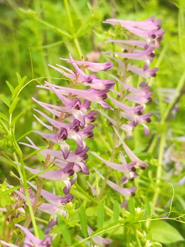 Corydalis sheareri, photograph 4