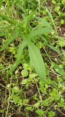 Senecio pinnatifolius