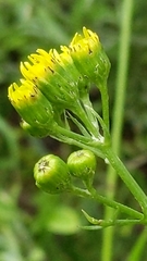 Senecio pinnatifolius