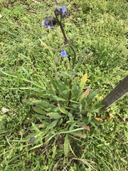 Cynoglossum australe