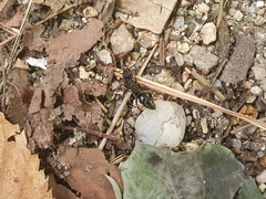 Ectomomyrmex javanus