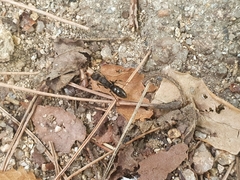 Ectomomyrmex javanus