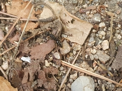 Ectomomyrmex javanus