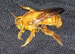 Xylocopa sonorina