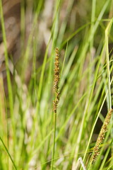 Carex appressa
