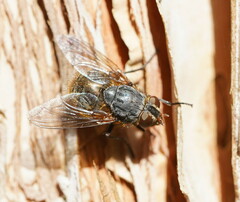 Calliphora hilli