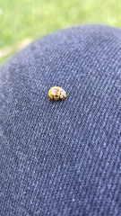 Harmonia testudinaria